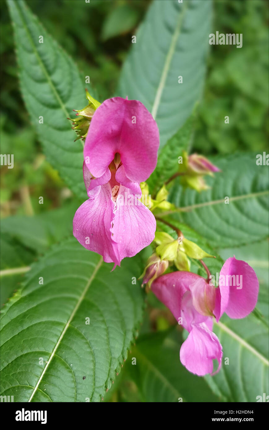 Druesiges Springkraut; Impatiens, glandulifera, heilpflanze Stock Photo