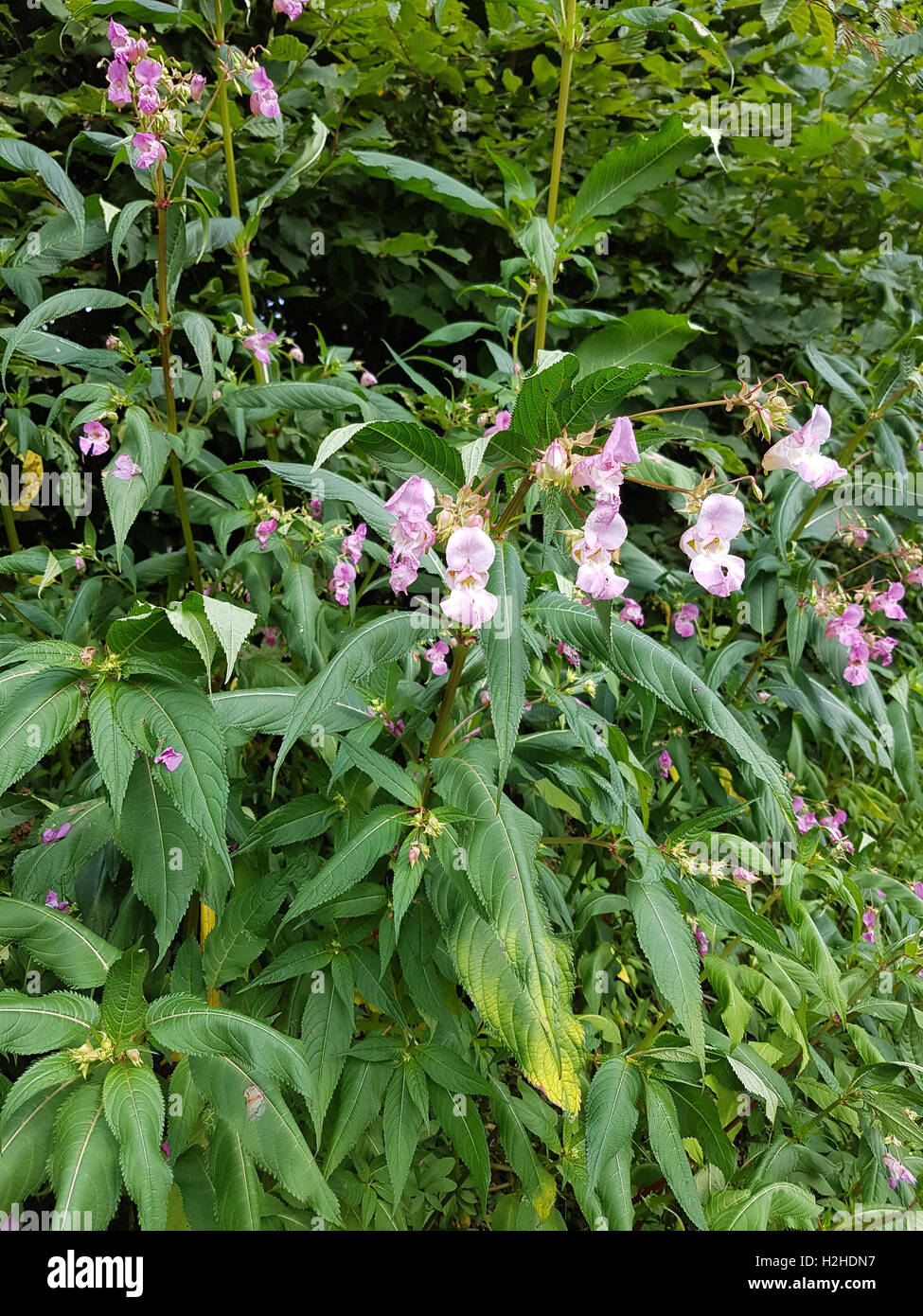 Druesiges Springkraut; Impatiens, glandulifera, heilpflanze Stock Photo ...