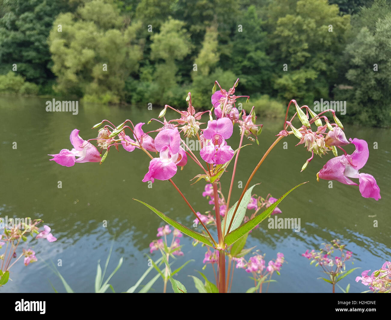 Druesiges Springkraut; Impatiens, glandulifera, heilpflanze Stock Photo