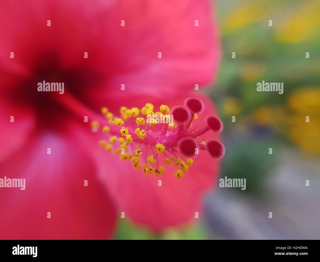 Hibiscus rosa-sinensis; Roseneibisch, Heilpflanze Stock Photo