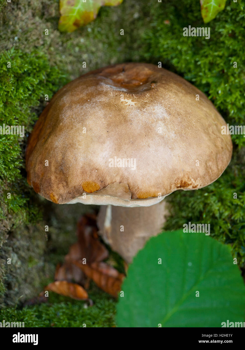 Bitter Boletus (Tylopilus felleus) mushroom Stock Photo Alamy