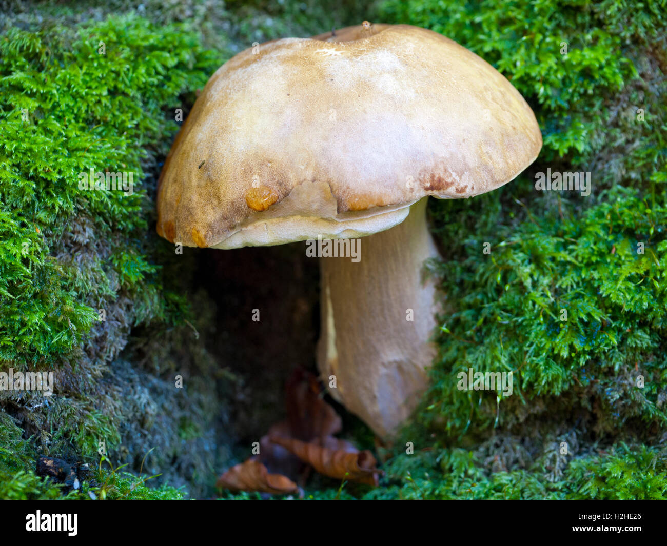 Bitter Boletus (Tylopilus felleus) mushroom. Stock Photo