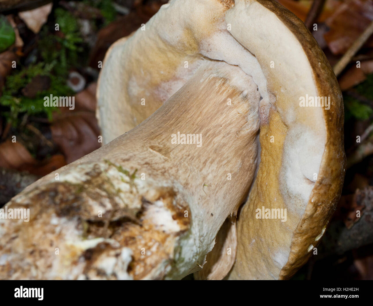 Bitter Boletus (Tylopilus felleus) mushroom. Stock Photo