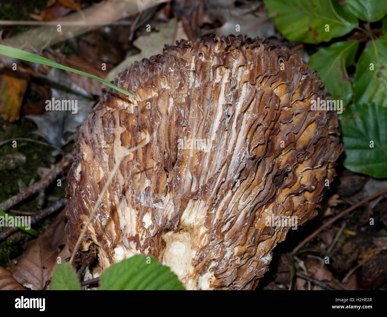 Remains of a large gilled mushroom type unknown, England UK. Stock Photo
