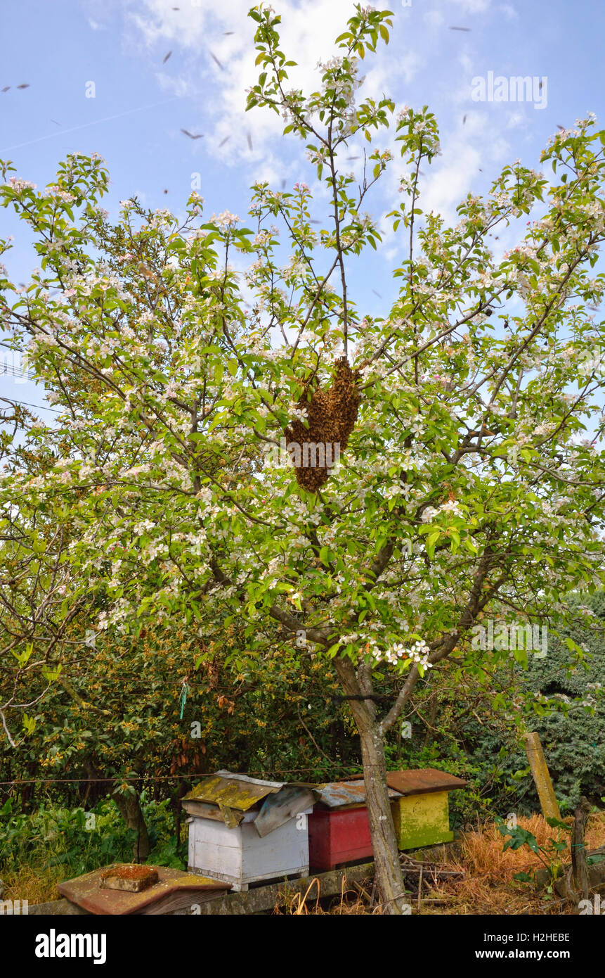 swarm of bees over the tree in countryside Stock Photo