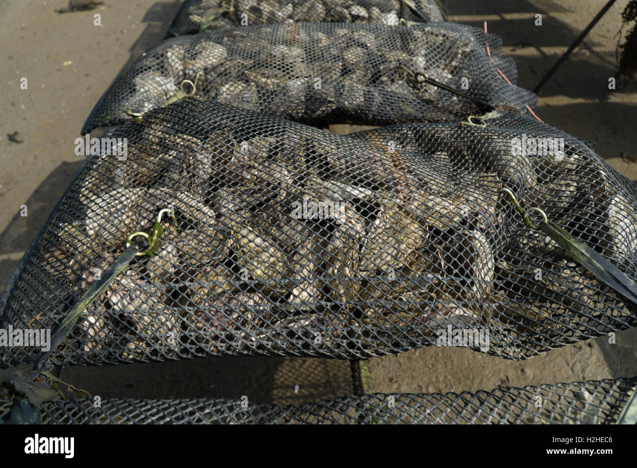 Oysters farmed in the Royal Bay of Grouville,Jersey,Channel Islands Stock Photo