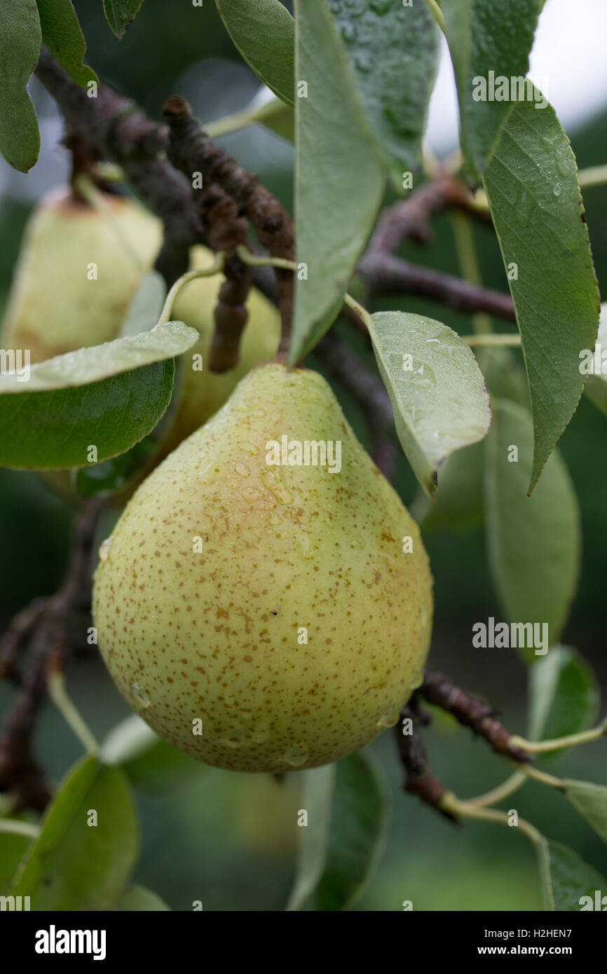 French variety of pear,Doyenne Du Comice growing during the month of Sptember,Jersey,Channel islands Stock Photo