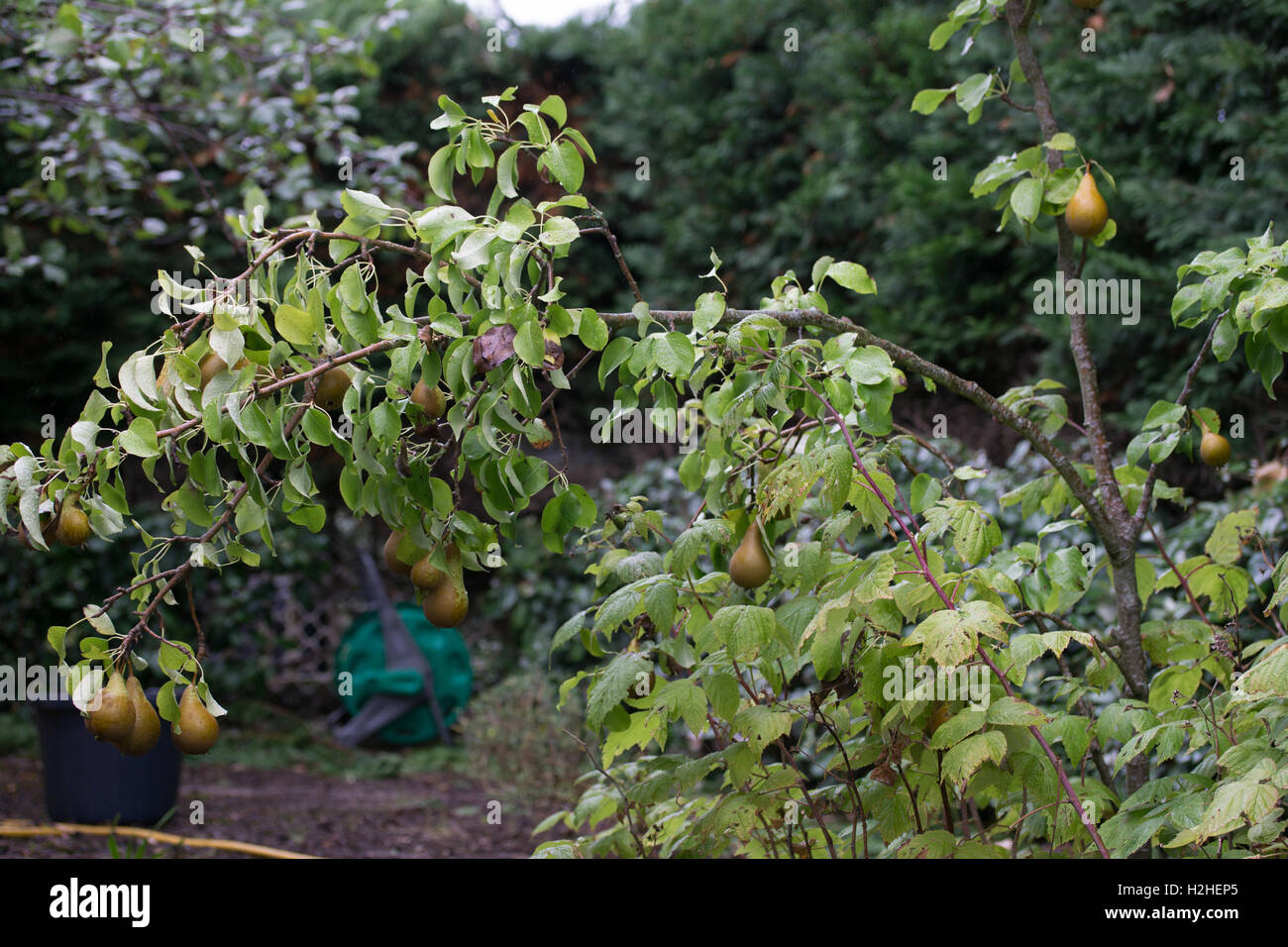 Young Conference Pear tree bent over with the weight of fruit,Jersey,Channel islands Stock Photo