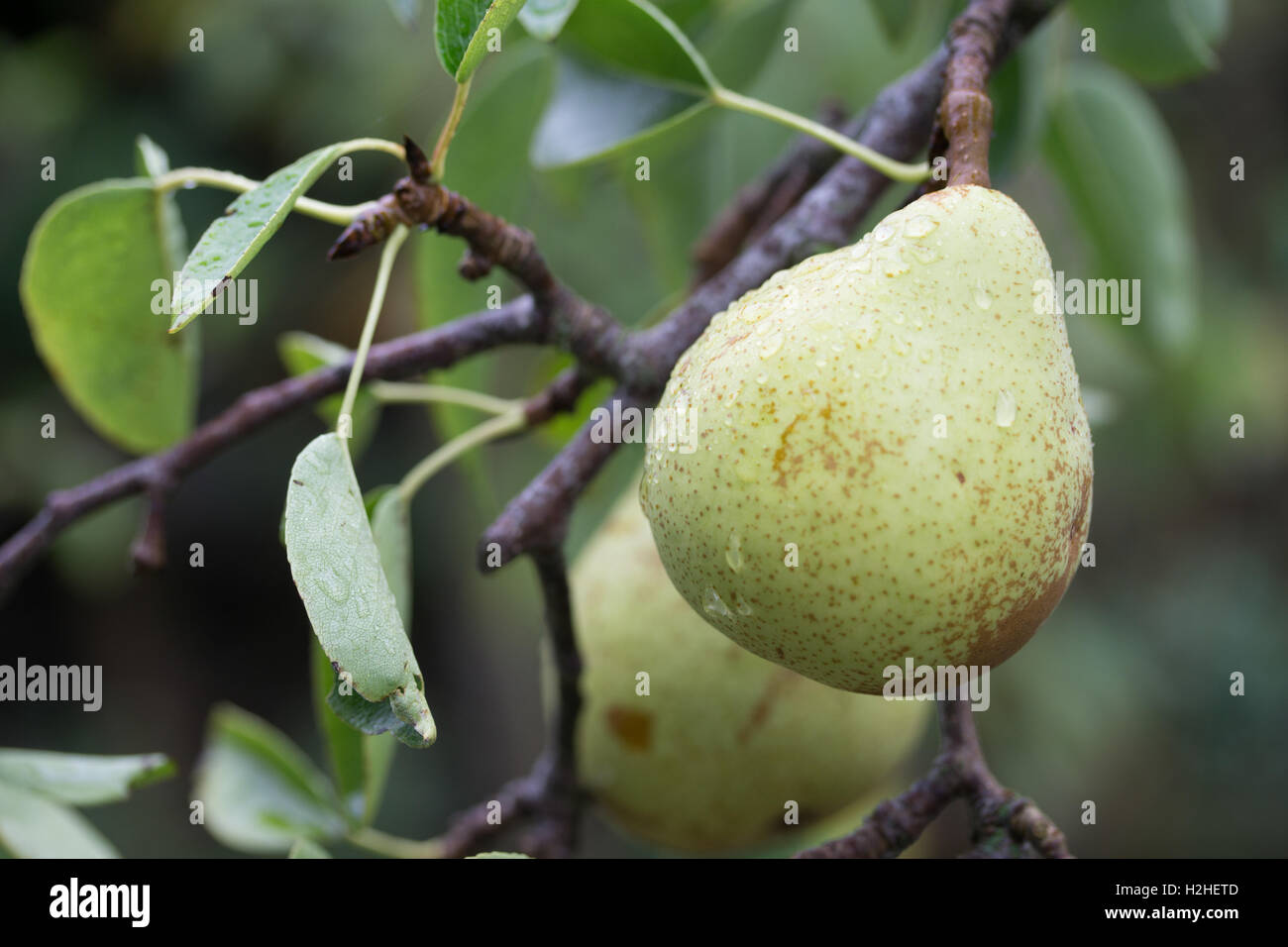 French variety of pear,Doyenne Du Comice growing during the month of Sptember,Jersey,Channel islands Stock Photo