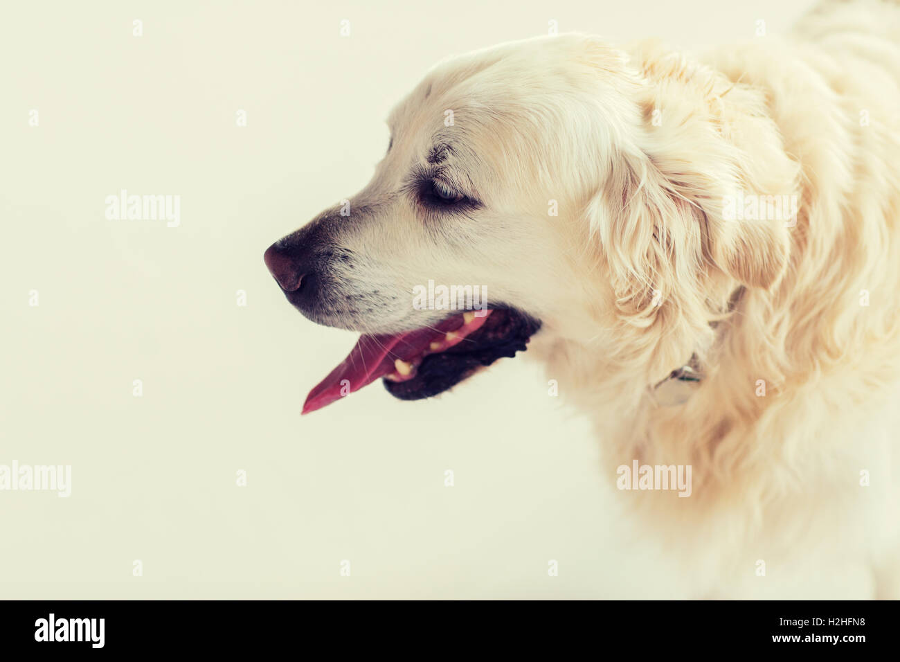 close up of golden retriever dog Stock Photo - Alamy