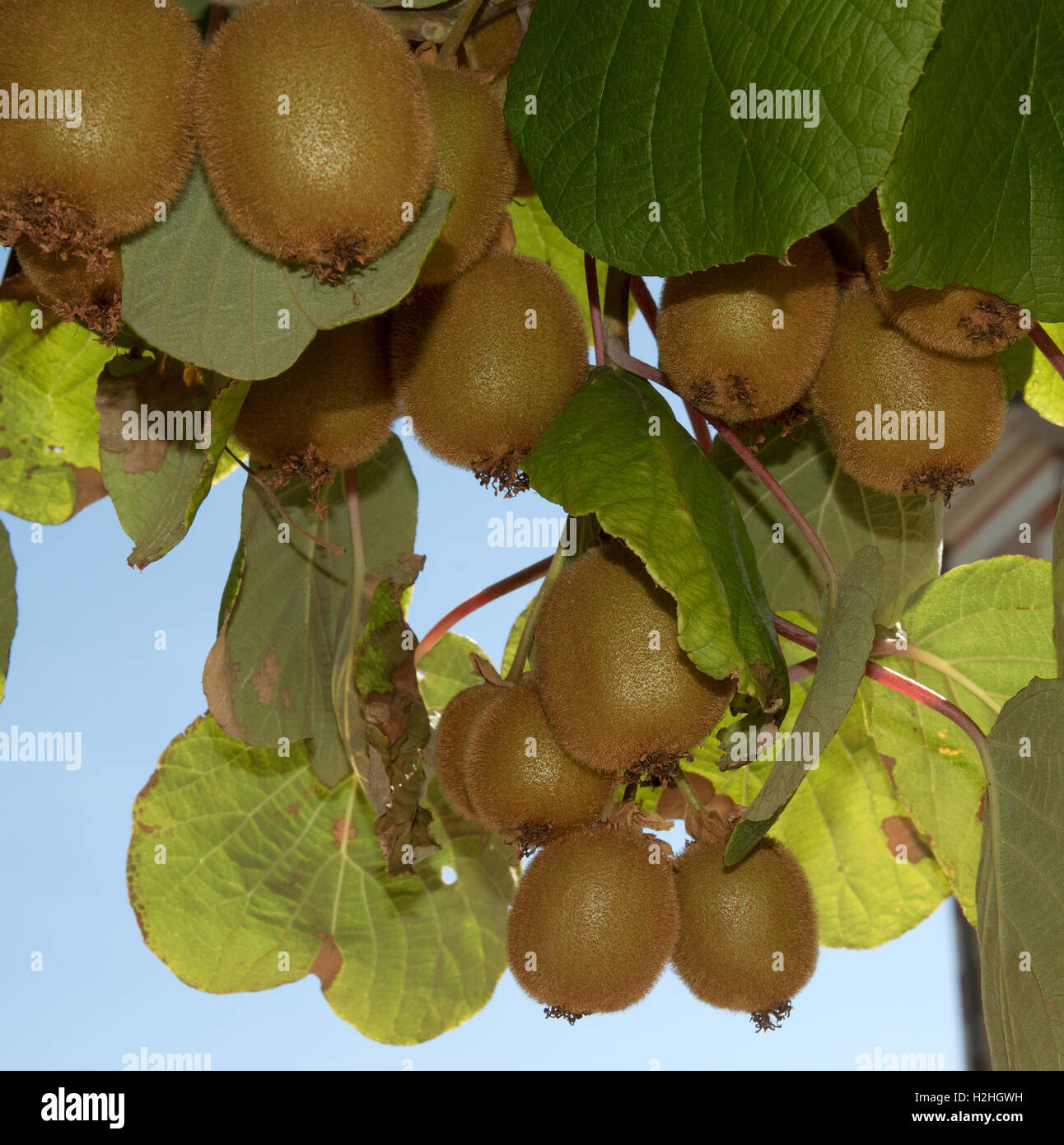 Kiwifruit ready to pick from the kiwi tree Stock Photo Alamy