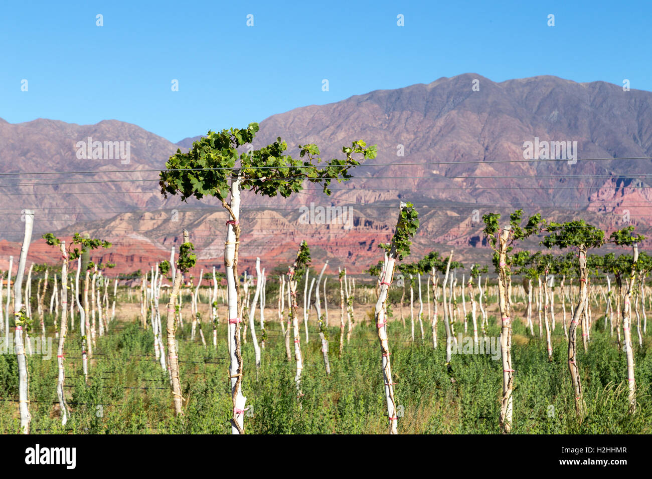 Vineyard in Cafayate, Argentina Stock Photo