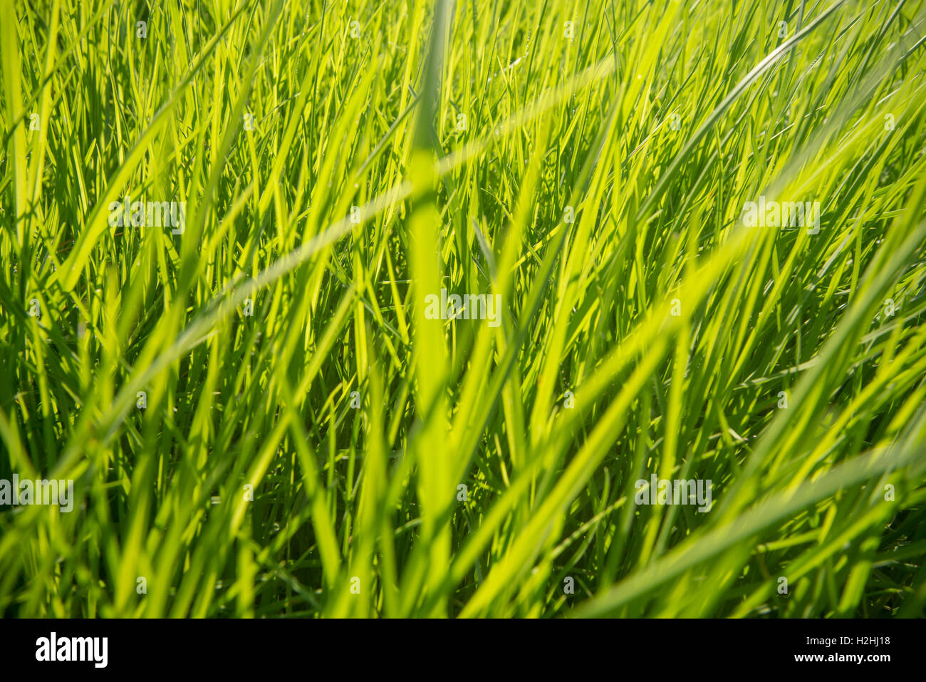 Green grass background Stock Photo - Alamy