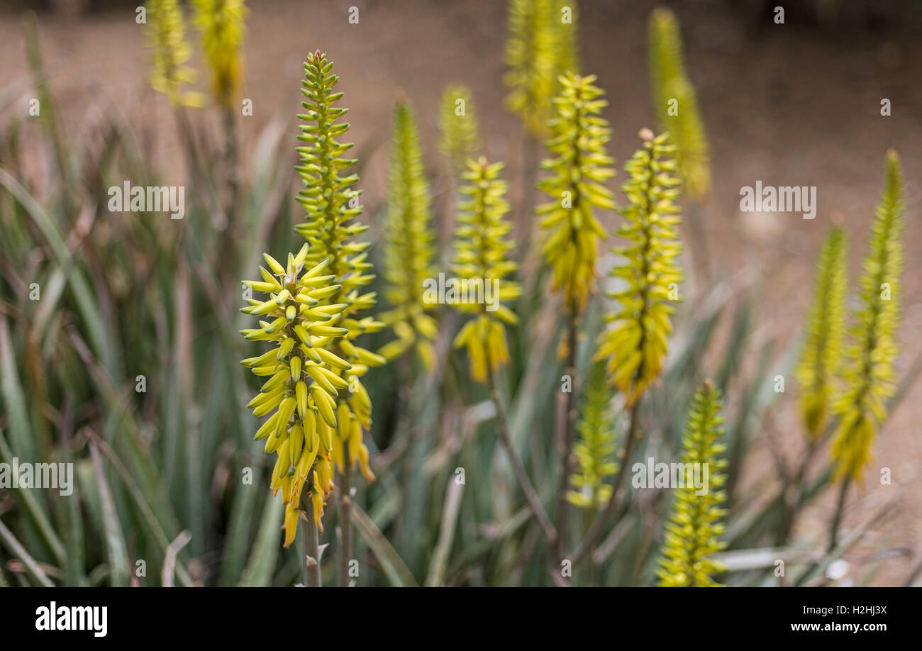 Aloe vera flower Stock Photo