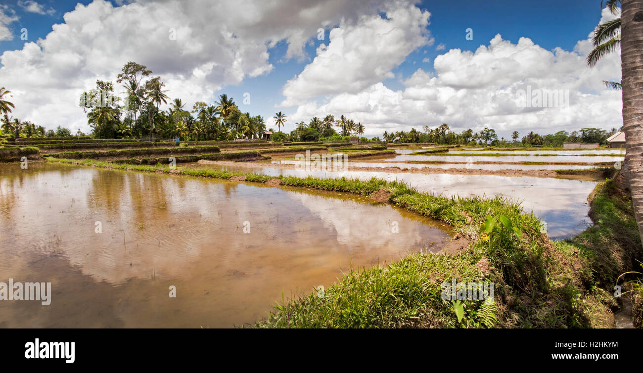 Indonesia, Bali, Pupuan, irrigated paddy fields flooded with water prepared to plant rice, panoramic Stock Photo