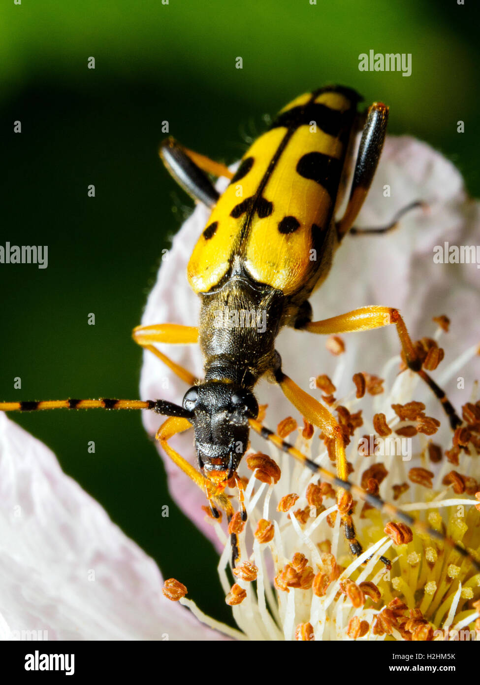 Rutpela maculata longhorn beetle Stock Photo - Alamy