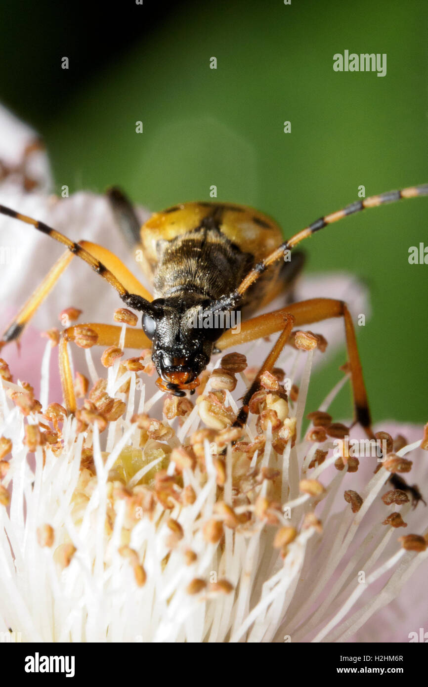 Rutpela maculata longhorn beetle Stock Photo