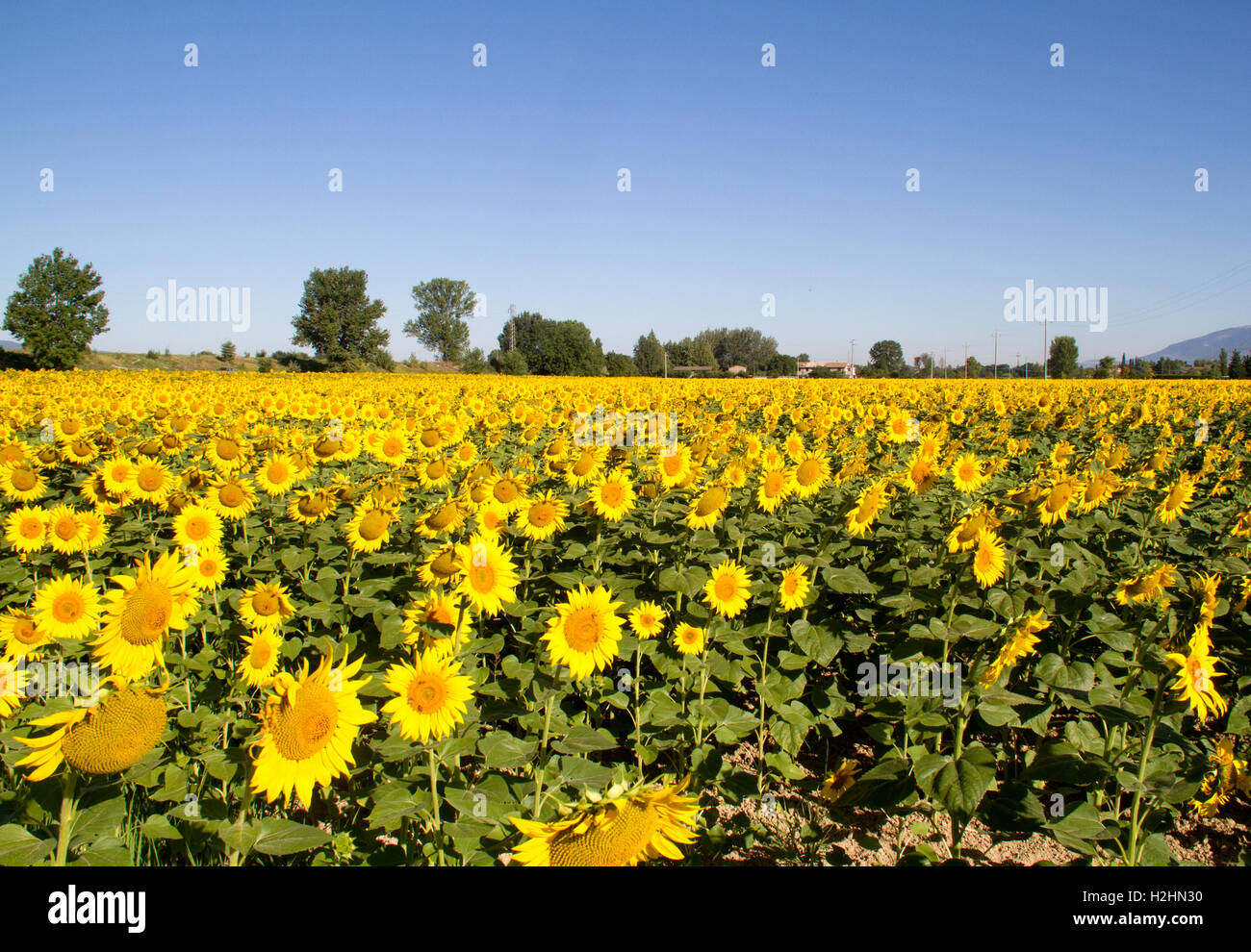 A field of yellow sunflowers Stock Photo - Alamy