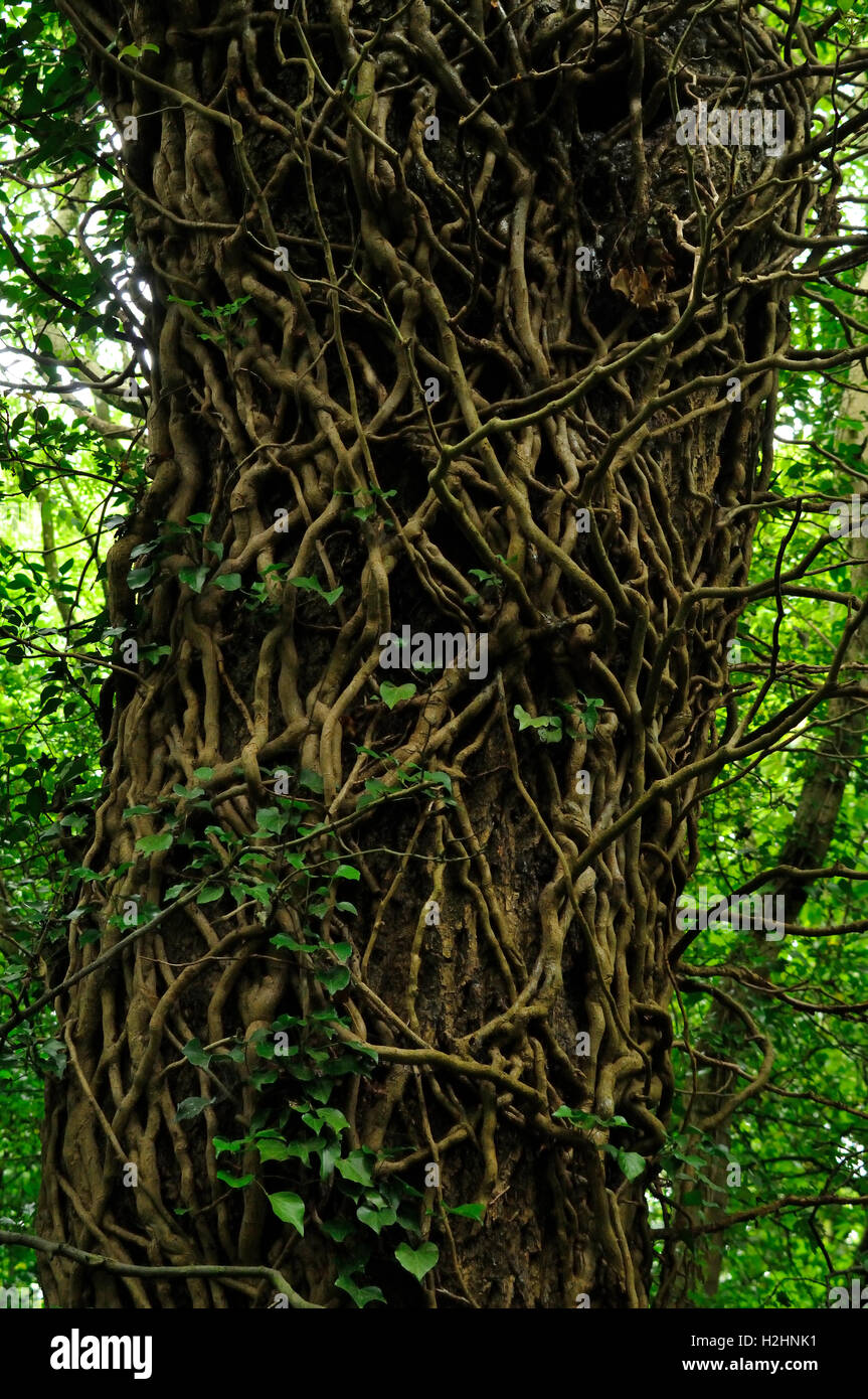 tree and creeper vines Stock Photo