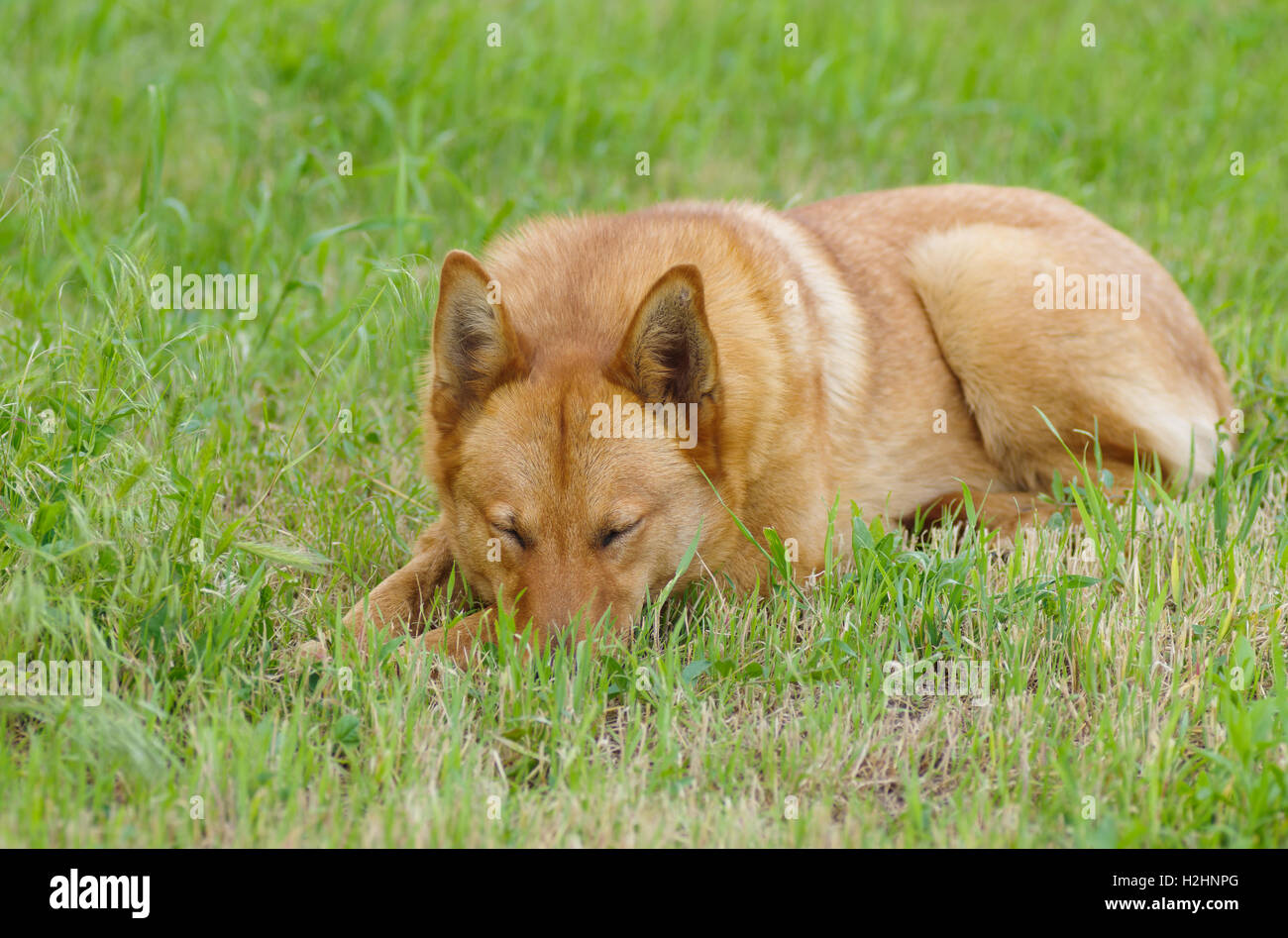 Young mixed breed dog sleeping in spring grass Stock Photo - Alamy