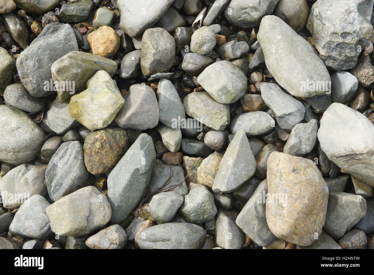 Closeup of beach pebbles hi-res stock photography and images - Alamy