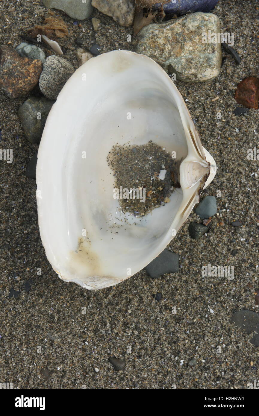 Close up of an Atlantic Surf Clam (Spisula solidissima) shell on beach