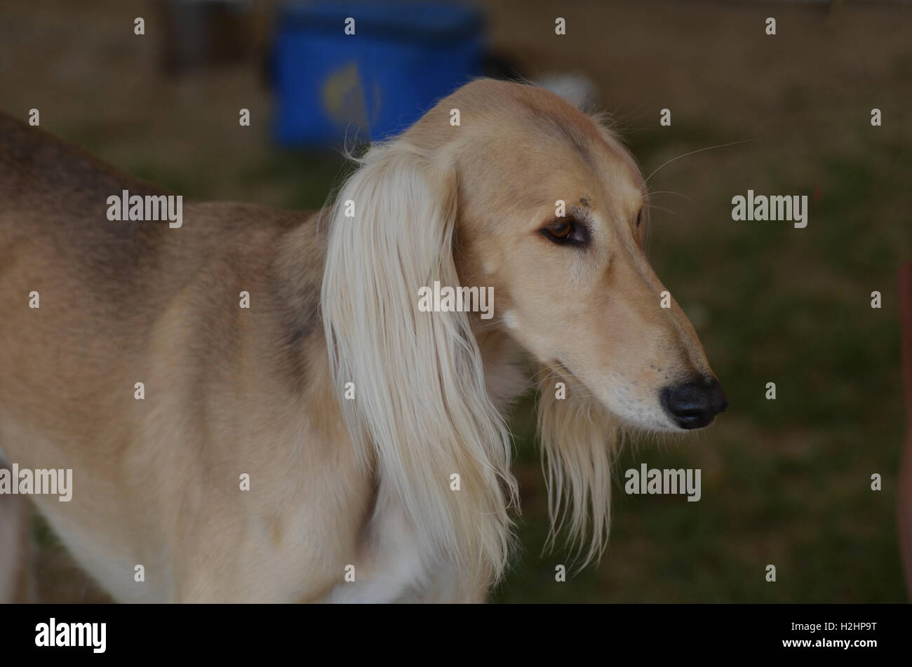 blonde saluki