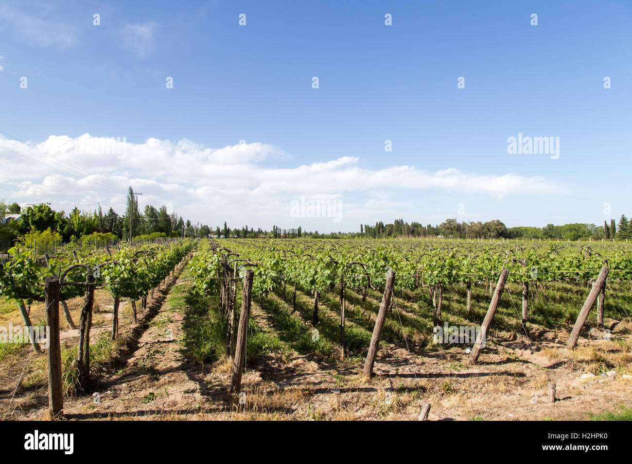 Beautiful vineyard in Mendoza, Argentina Stock Photo
