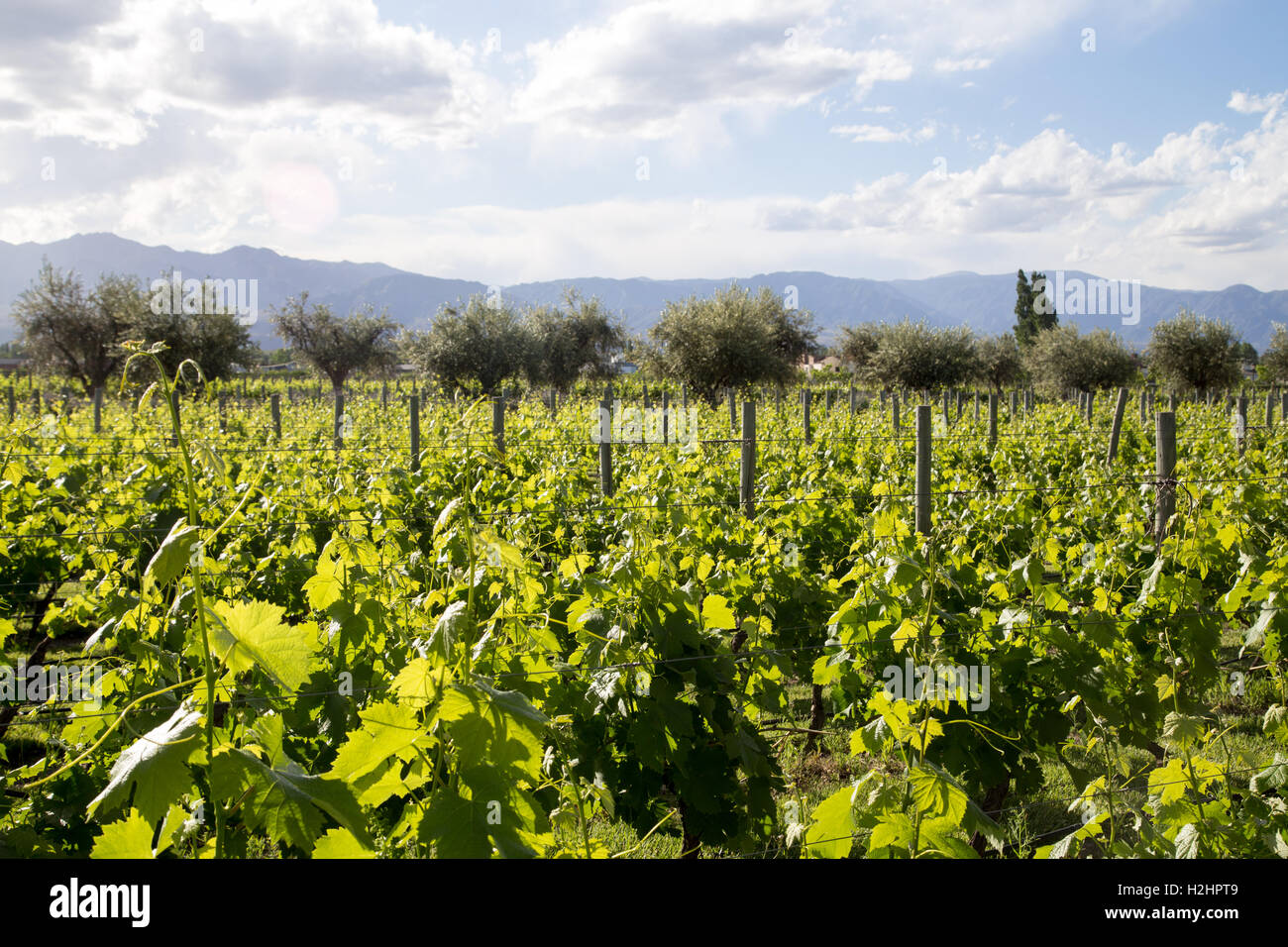 Beautiful vineyard in Mendoza, Argentina Stock Photo