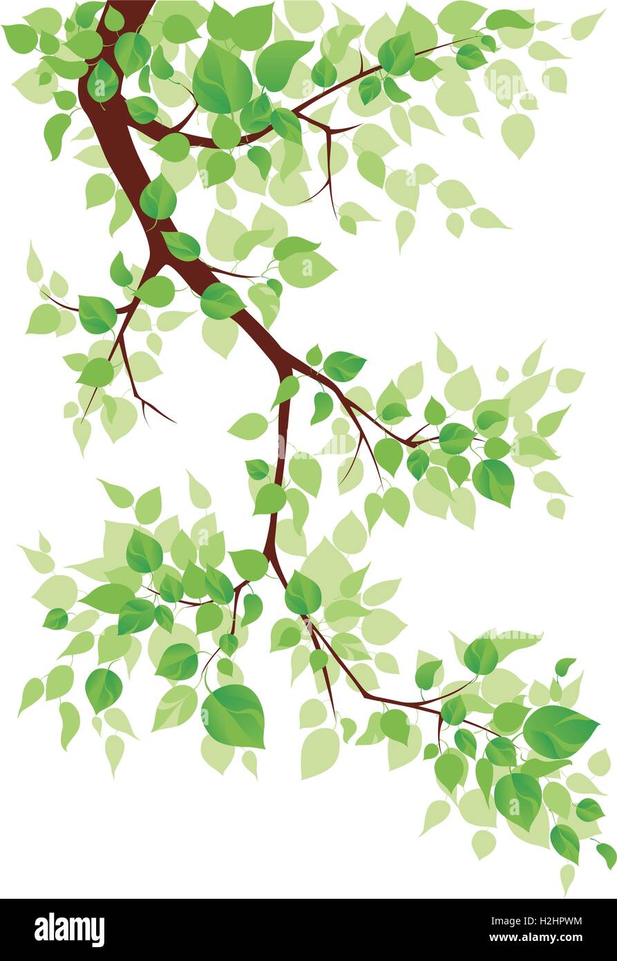 Summer branch tree green Stock Vector Images - Alamy