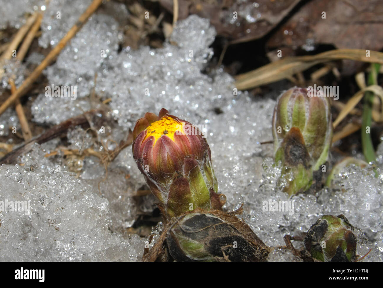 bud of coltsfoot in melting snow spring theme Stock Photo