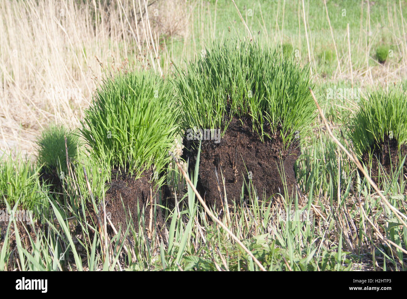 new green grass on brunt mounds Stock Photo