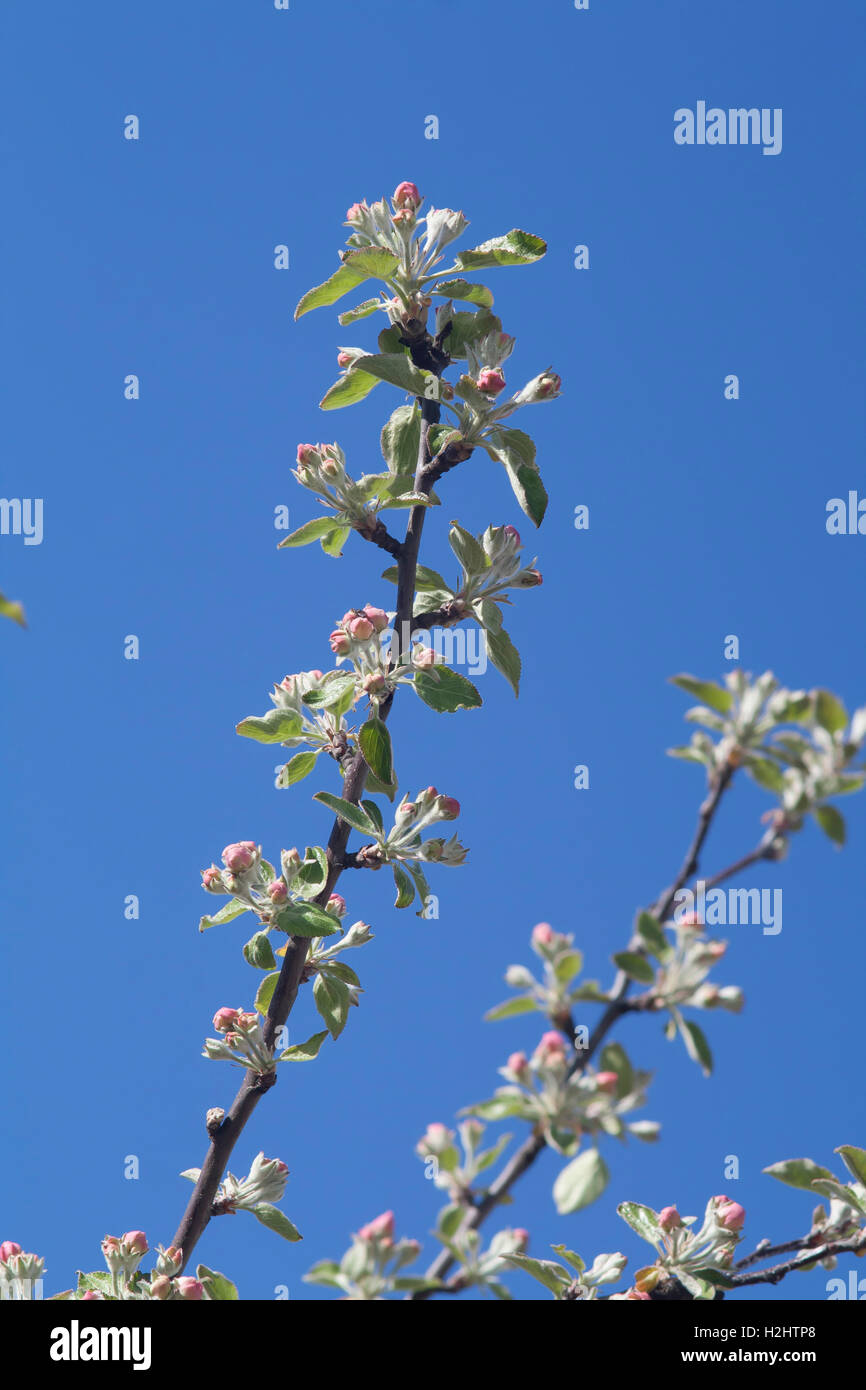 Buds on the tree hi-res stock photography and images - Alamy