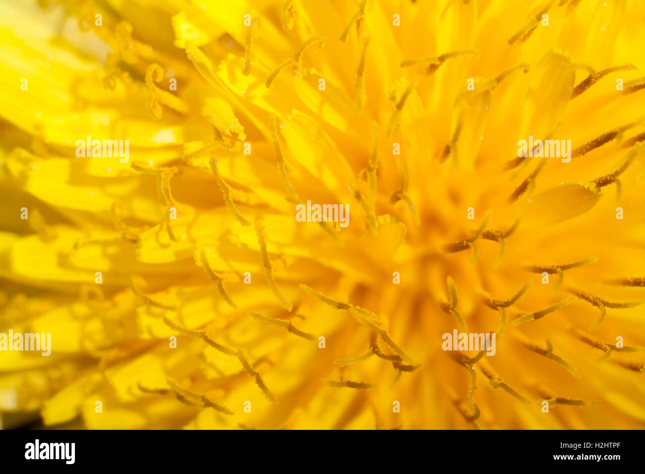 yellow dandelion flower extreme closeup Stock Photo