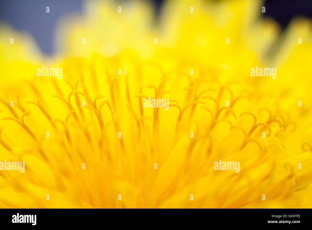 yellow dandelion flower extreme closeup Stock Photo