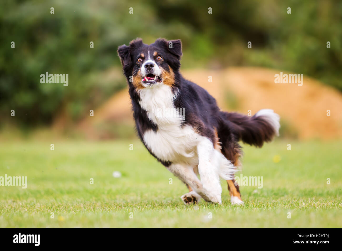 Australian shepherd dog running on hires stock photography and images