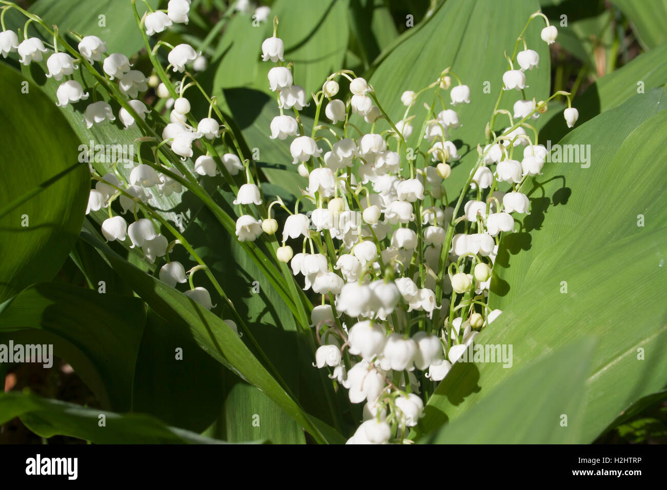 bouquet of white lily of the valley closeup Stock Photo - Alamy