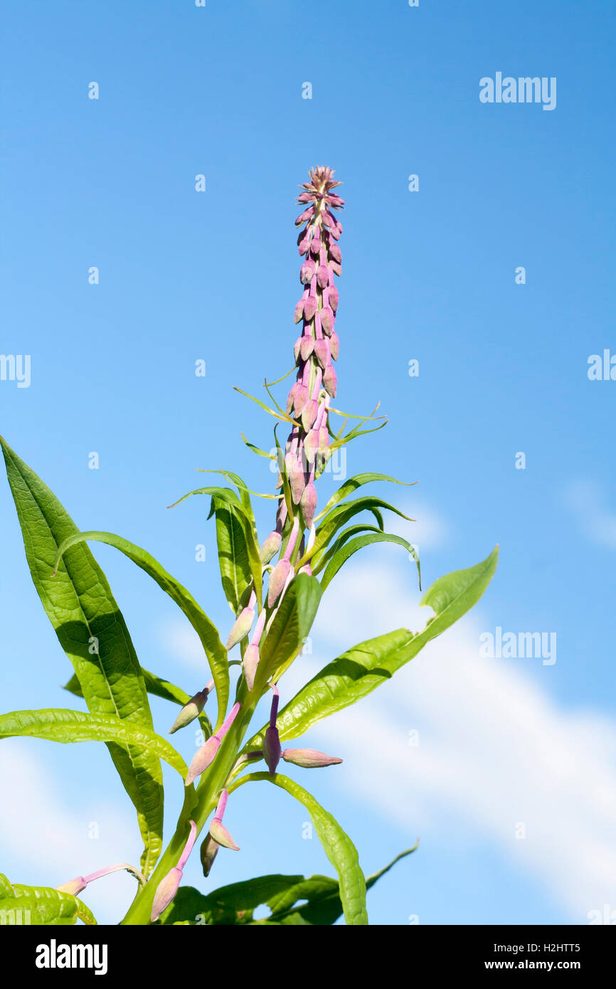 buds of willow-herb against blue sky Stock Photo