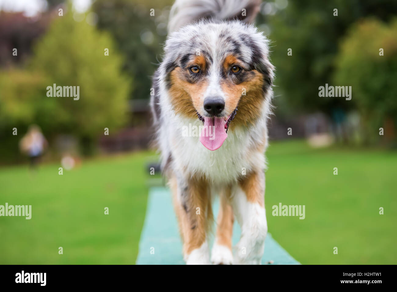 Australian Shepherd dog walks on a plank of an agility parcours Stock Photo Alamy