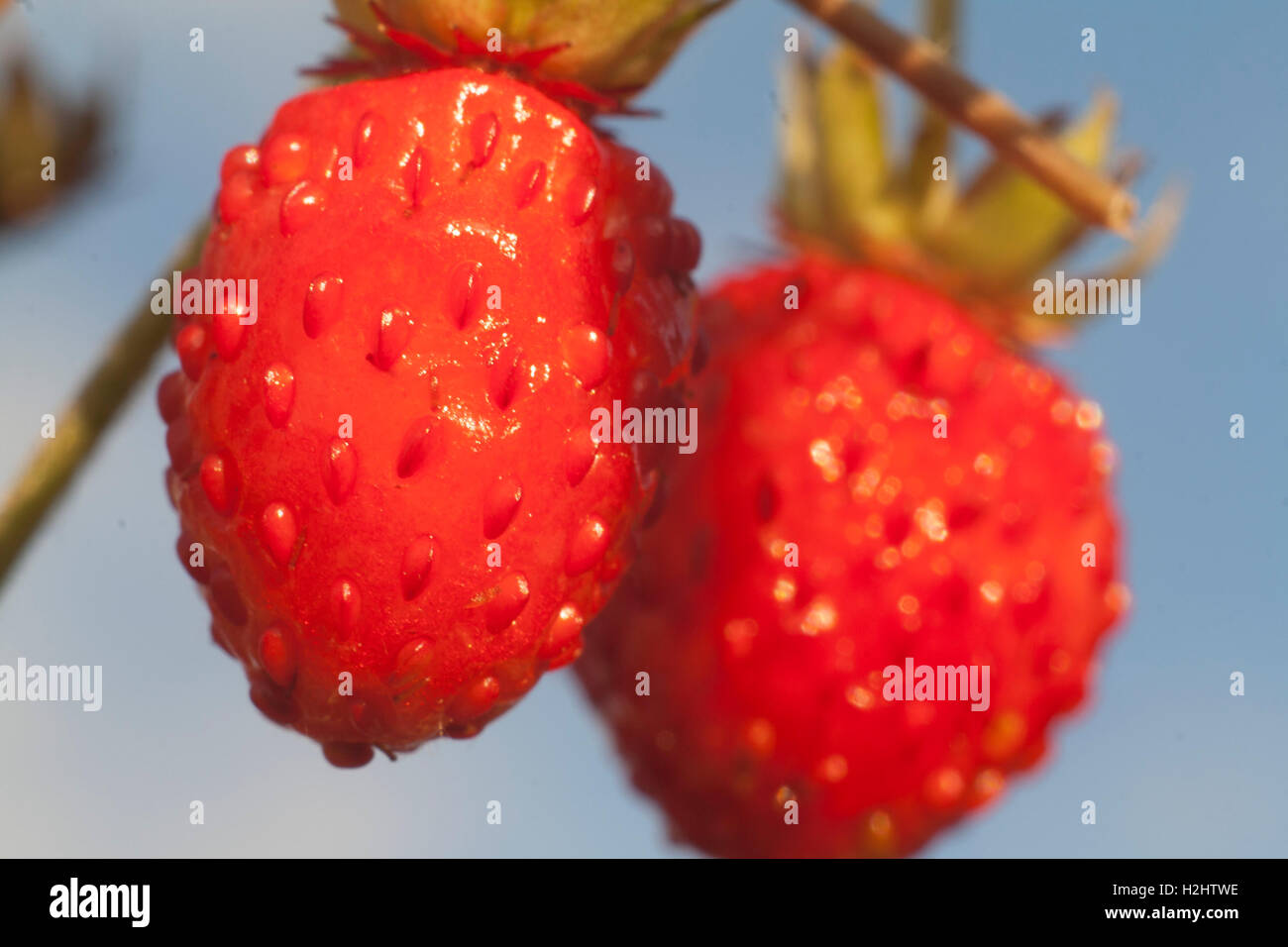 wild strawberry on a branch closeup Stock Photo - Alamy