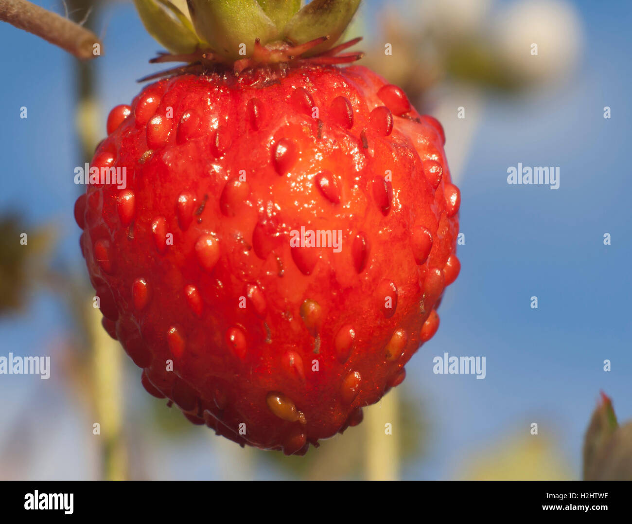 wild strawberry on a branch closeup Stock Photo - Alamy