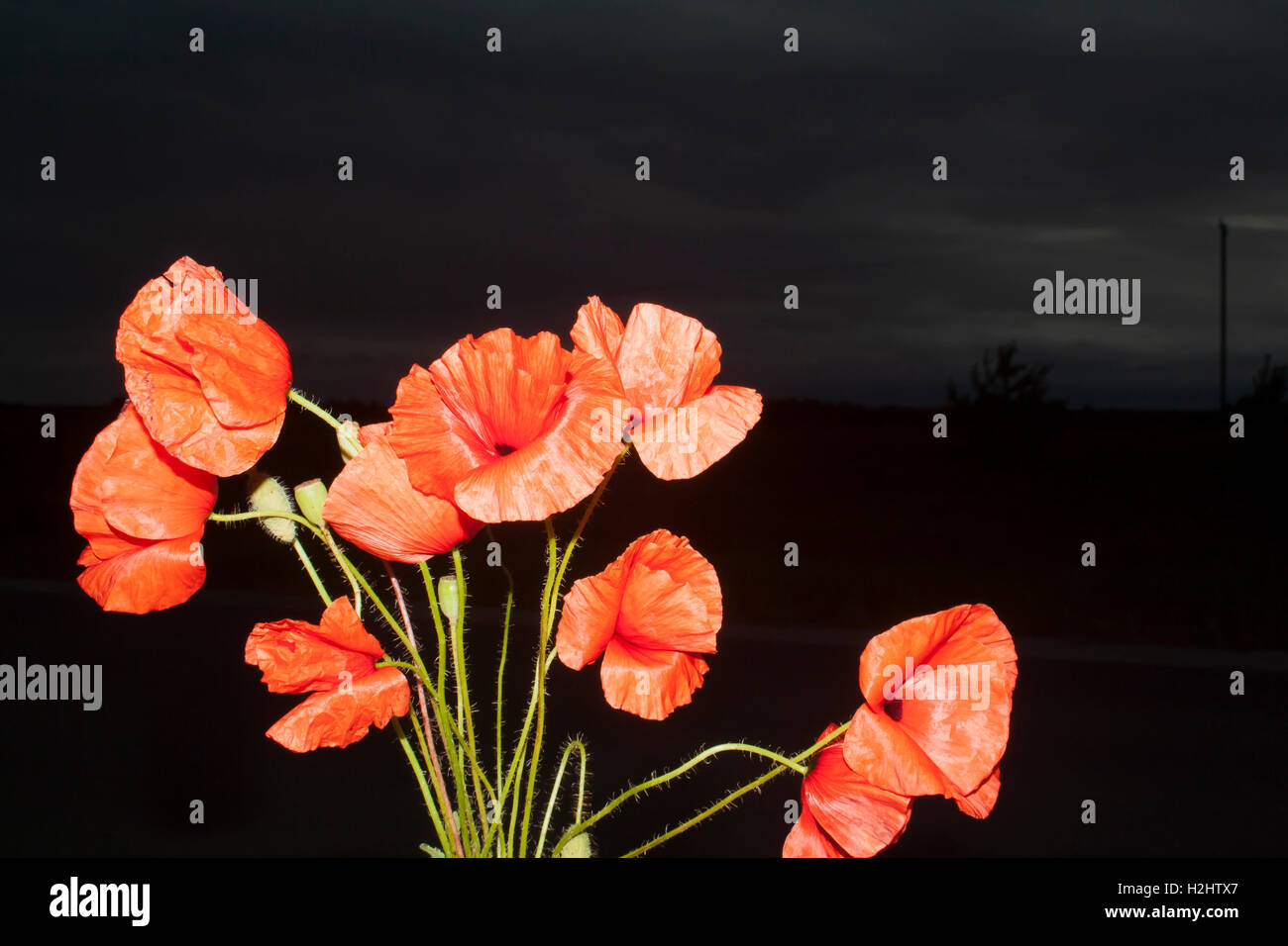 bouquet of red poppies on dark background Stock Photo - Alamy