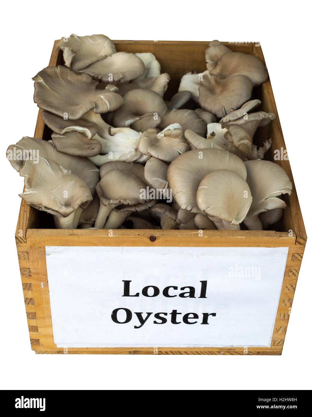 Fresh local oyster mushrooms at Hillhurst Sunnyside Farmers' Market Stock Photo