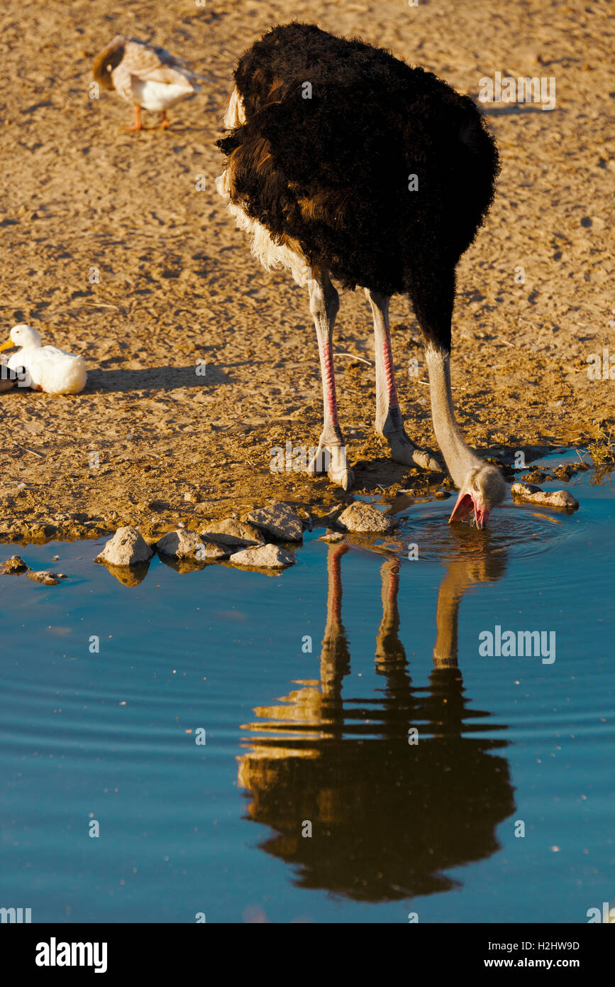 Ostrich drinking water with its reflection near the waters edge. Stock Photo
