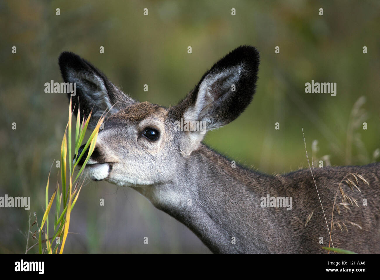 Mule deer doe (Odocoileus hemionus) grazing in prairie grassland Stock Photo