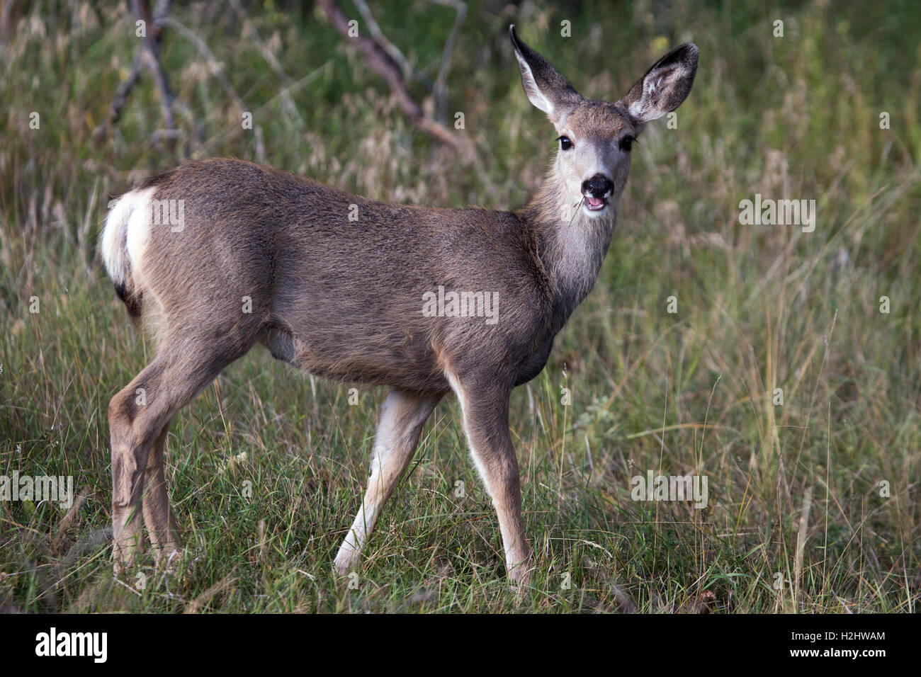 Mule deer doe (Odocoileus hemionus) in wildlife sanctuary Stock Photo