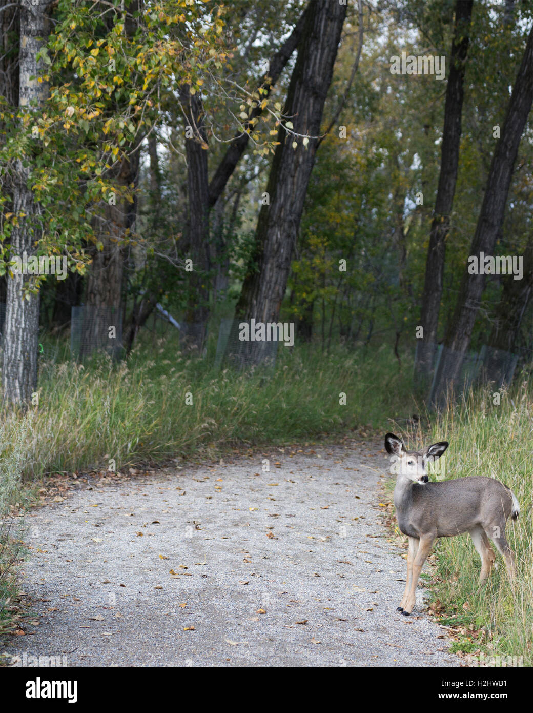 Mule deer (Odocoileus hemionus) in urban wildlife sanctuary Stock Photo