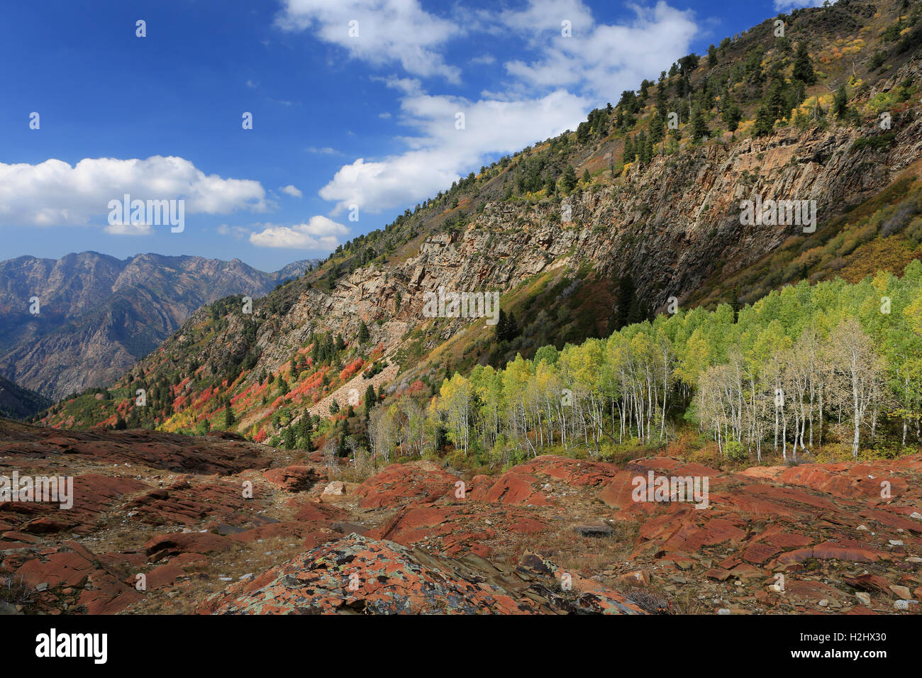 Aspen trees in fall colors, Utah Stock Photo