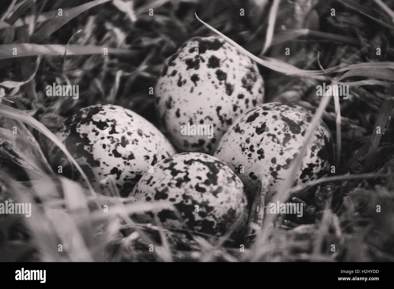 Kill deer bird eggs hires stock photography and images Alamy