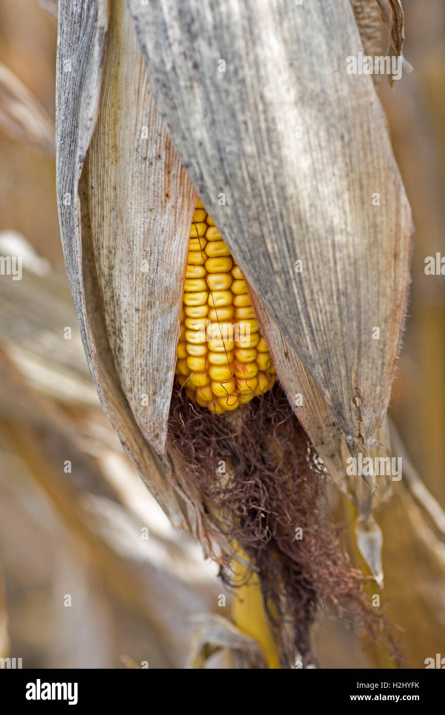 Corn Cob in the Field. Ear of Corn in Autumn Before Harvest. Agriculture Concept. Stock Photo